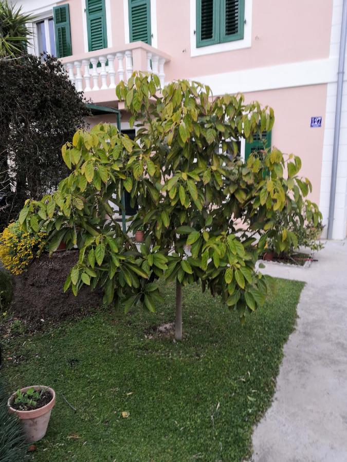 Apartment Dunja Djenovici Herceg Novi Eksteriør billede